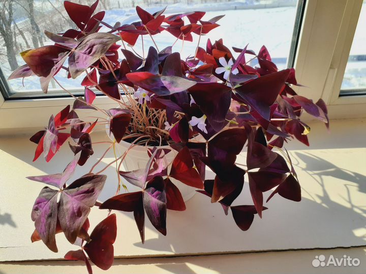 Комнатные растения