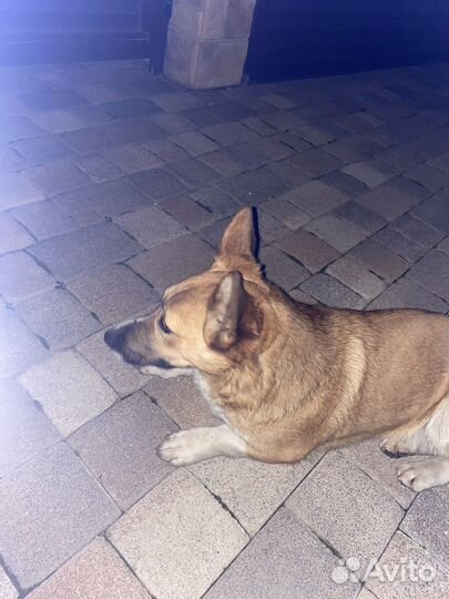 Найдена собака корги