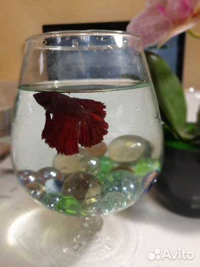 Петушки самцы