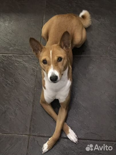 Продаются собаки