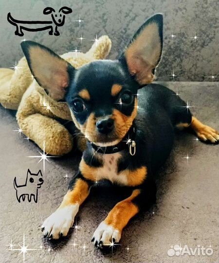 Вязка кобель чихуахуа