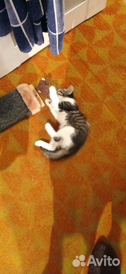 Котик