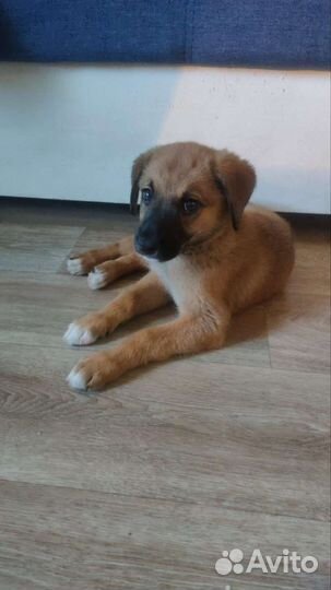 Щенок в добрые руки