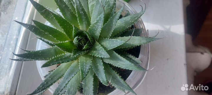 Алое. Драцена