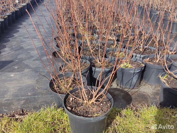 Гортензия метельчатая в ассортименте