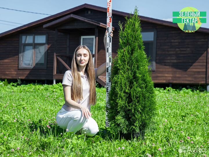 Туи смарагд 120 см свежая копка 2023