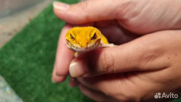 Эублефар cross блад