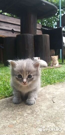 Отдадим котят в хорошие руки. Бесплатно