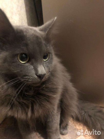 Котик в добрые руки