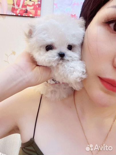 Мальтипу микро импорт Бишон Фризе men экстра микро