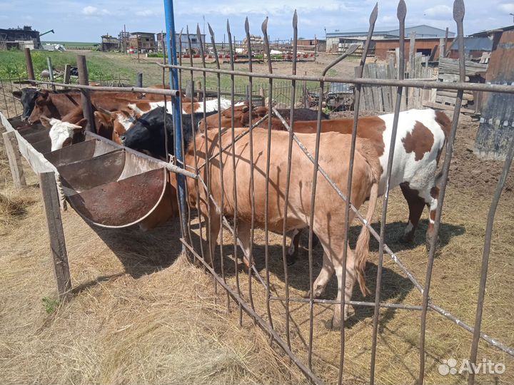 Продажа крс