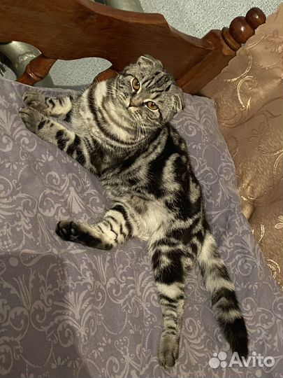 Продам котят