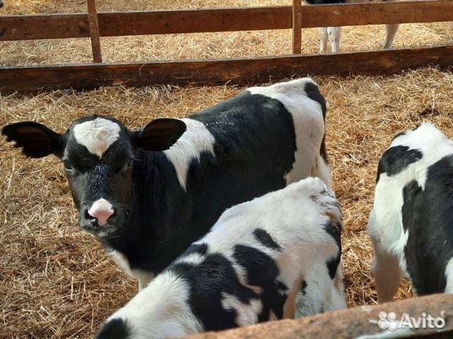 Бычки и телята мясного направления