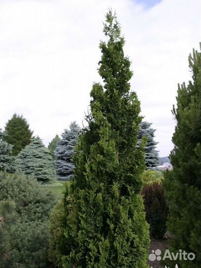Туя западная Смарагд, крупномер