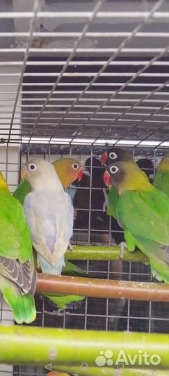 Попугай Неразлучники от 3 мес
