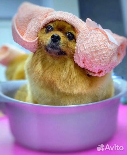 Ветеринарные консультации, услуги