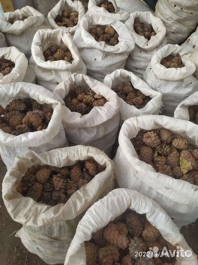 Шишка и Кедровые Орех