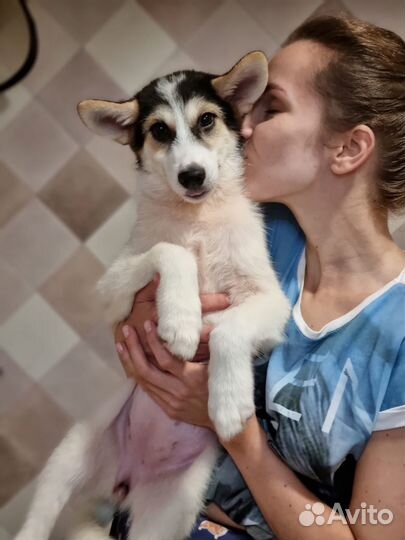 Нежная Мона. Щенок в дар. Приют Некрасовка