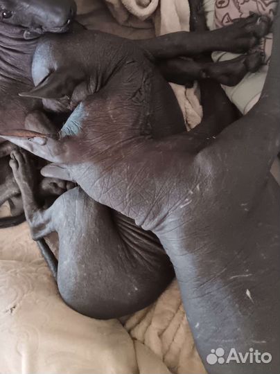 Мексиканская голая собака Ксолоитцкуинтли