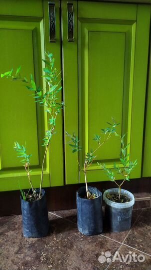 Розовая ива Хакуро Нишики