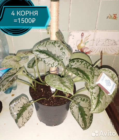 Сциндапсус