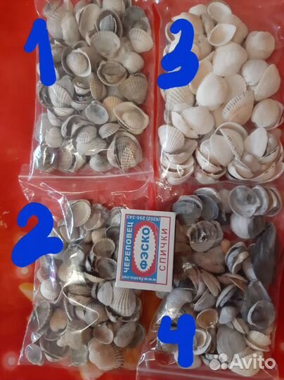 Морские ракушки и камни