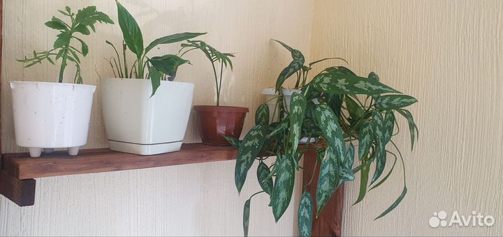 Комнатные цветы