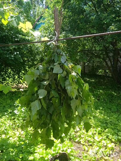 Берёзовый веник для бани