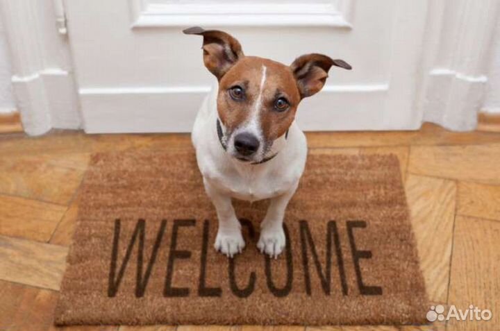 Передержка собак в домашних условиях