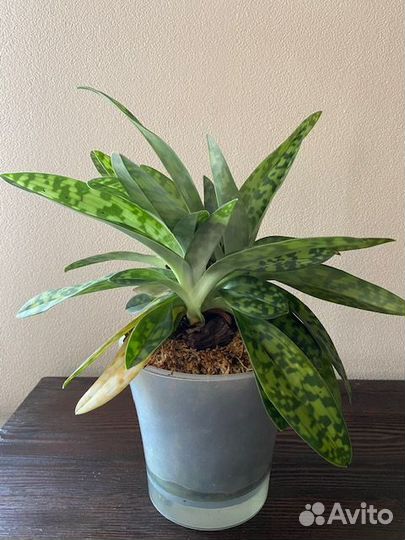 Пафиопедилум мауди «Femma»