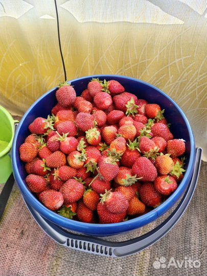 Виктория ягода