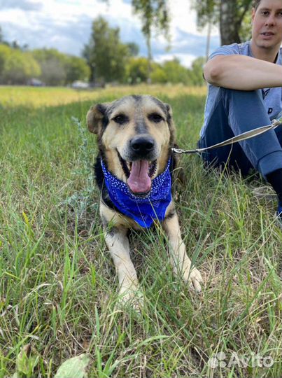 Добрый ласковый пес ищет теплый дом