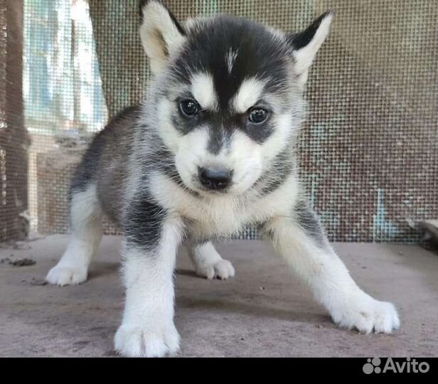 Щенки хаски