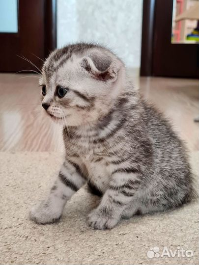 Британский котик