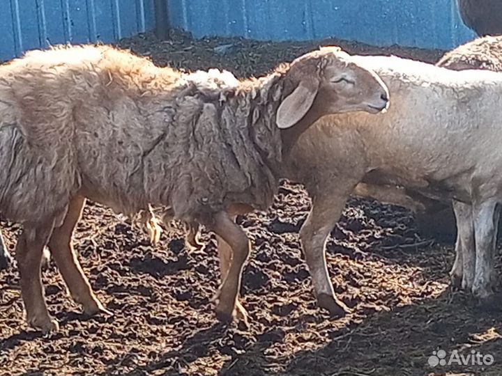 Курдючные бараны