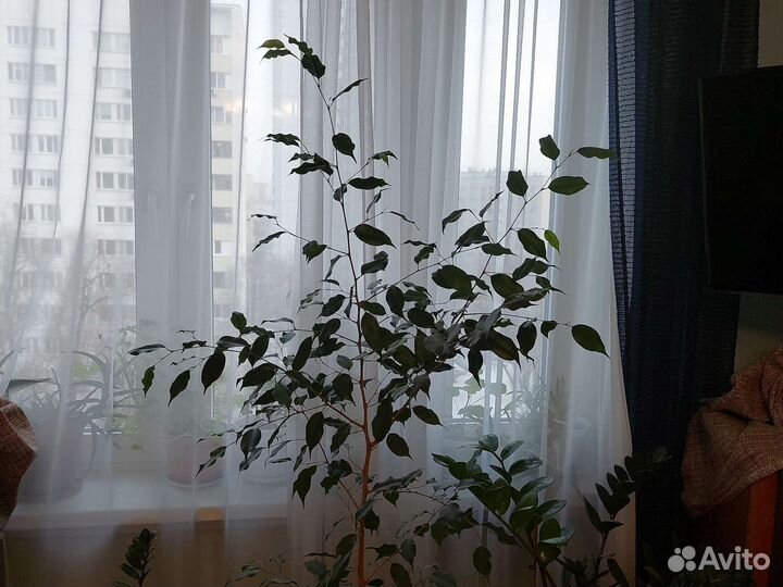 Берёзка домашняя