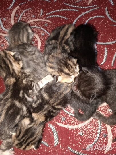 Котята мейн-кун бесплатно