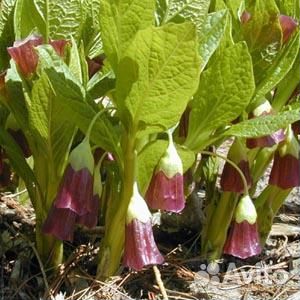 Редкие растения для сада