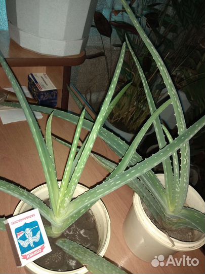 Алоэ лечебный