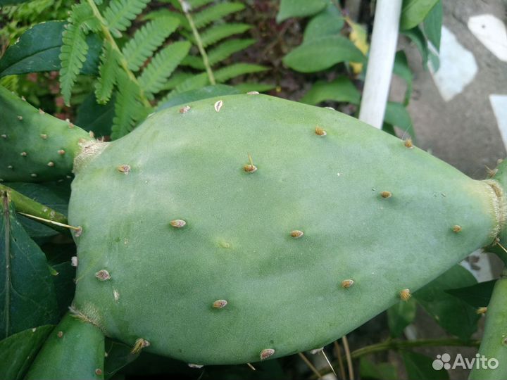 Кактус опунция