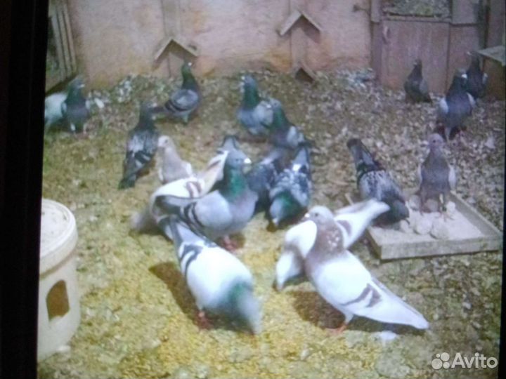 Голуби разные