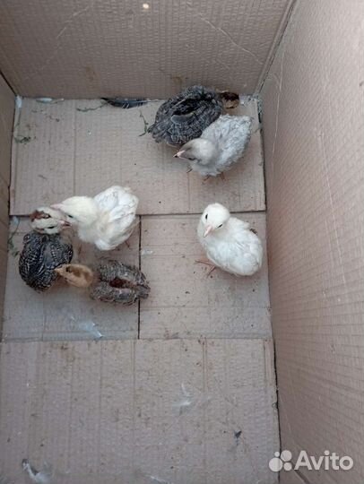 Породистые подрощенные цыплята