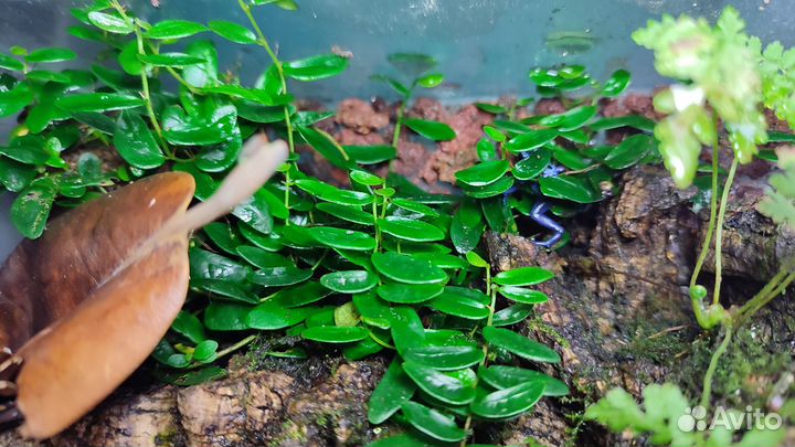 Доставка / Растения для флорариума и лягушатника