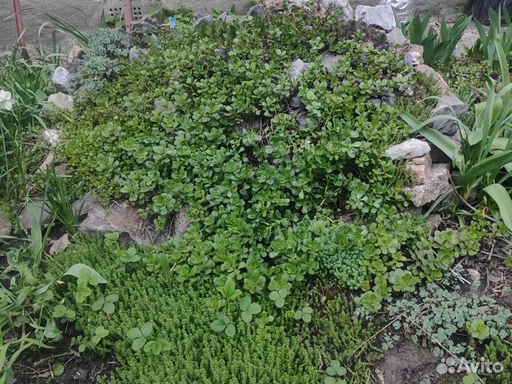 Почвопокровники.Каменная роза, Очитки