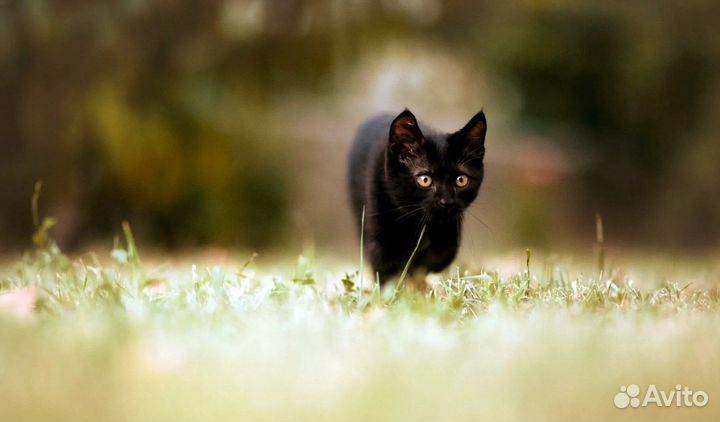 Котенок бесплатно