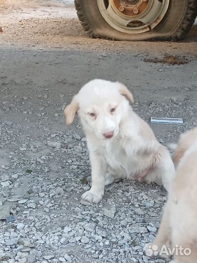 Отдам в добрые руки