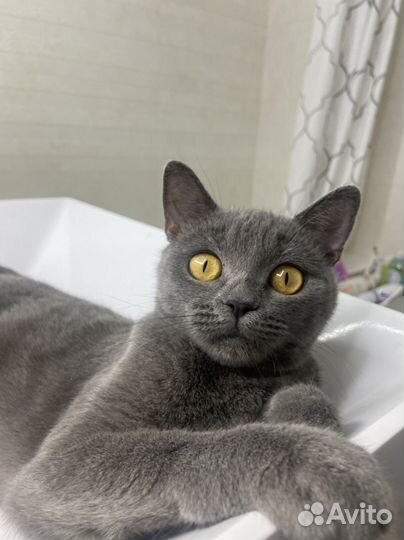 Русская голубая в добрые руки