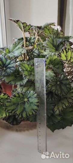 Бегония тигровая (Begonia Bowerae, Бауэра)