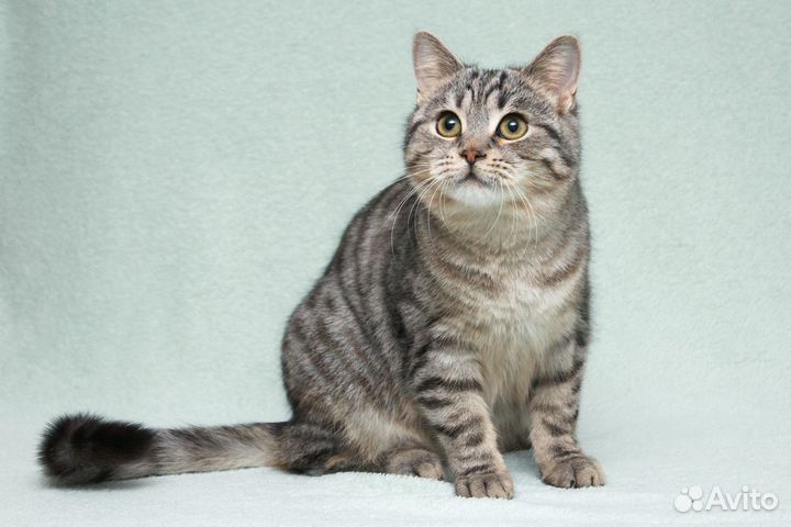 Котик-подросток Батист