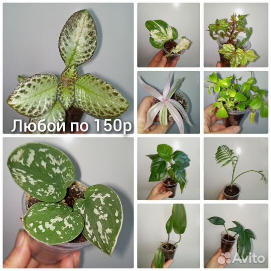 Цветы комнатные